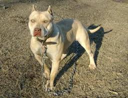 pit bul