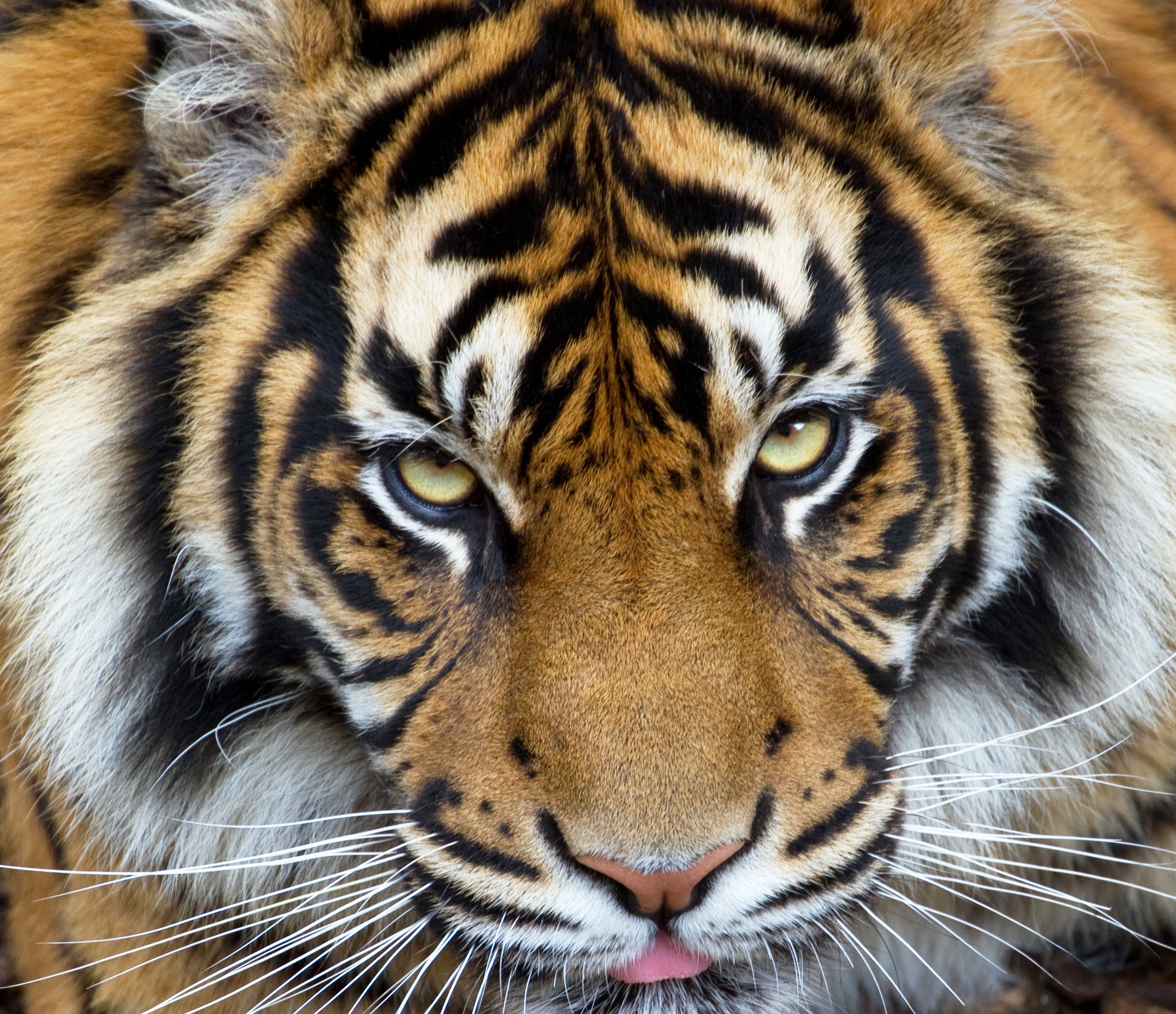 Sumatran Tiger 3 7110769819