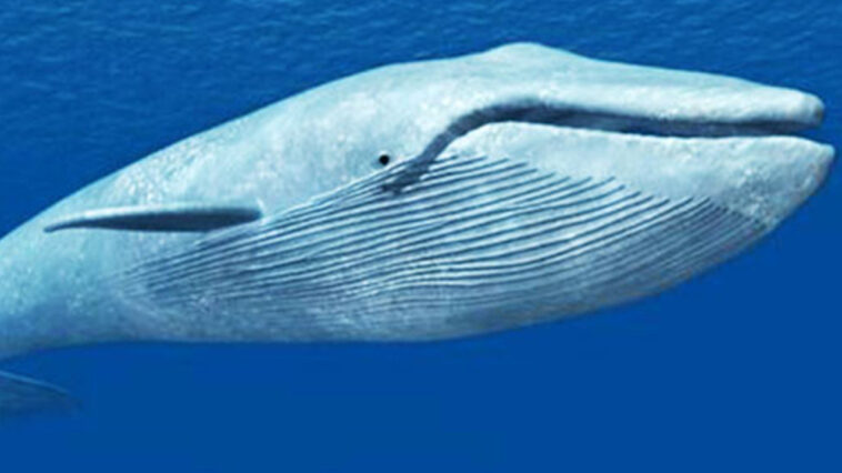 Απίστευτο! Δες τι βρήκαν στο στομάχι τεράστιας φάλαινας-Έπαθαν ΣΟΚ όσοι αντίκρυσαν το θέαμα!