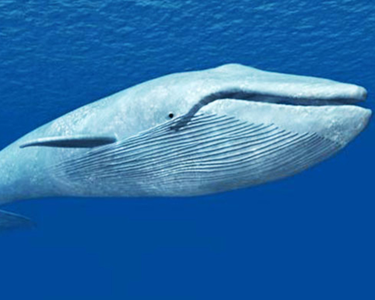 Απίστευτο! Δες τι βρήκαν στο στομάχι τεράστιας φάλαινας-Έπαθαν ΣΟΚ όσοι αντίκρυσαν το θέαμα!