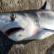 Ανθρωποφάγος καρχαρίας τεσσάρων μέτρων πιάστηκε στον Κορινθιακό!