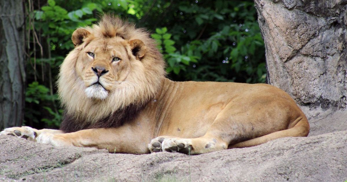 razi lion ht jpo 190710 hpMain 16x9 1600