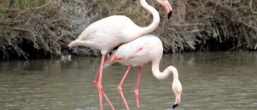 orgi sto mesologgi asplachnoi kynigoi pyrovolisan kai skotosan flamingko
