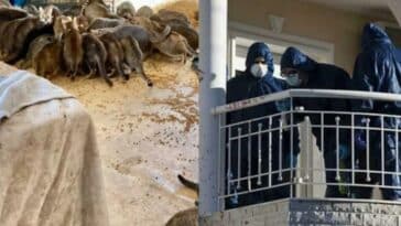 150 peinasmenes gates gyro apo to nekro zeygari mystirio me ta dyo ptomata poy vrethikan mesa sto spiti