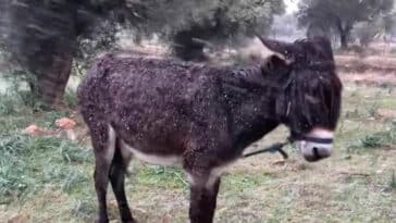 aparadekto peristatiko stin paiania afisan gaidoyraki exo ston chionia